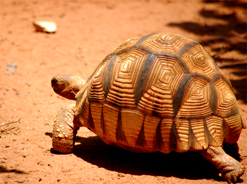 turtle-madagaskar-tur-resor