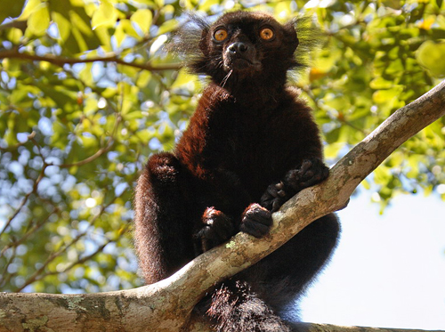 black-lemurs-macaco