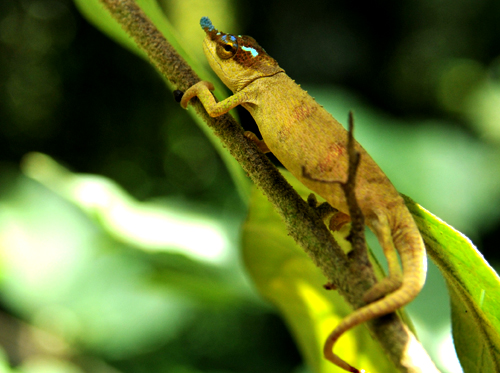 blue-nosed-chameleon-madagaskar