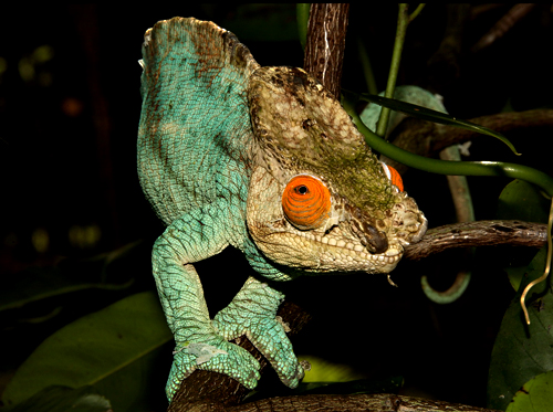 chameleon-madagaskar