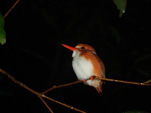 madagascar-pygmy-bird-resor