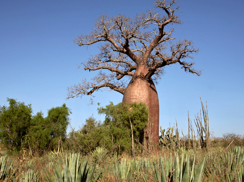 madagaskar-baobabs