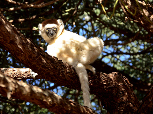 sifaka-madagaskar-lemur
